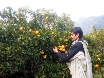 squeezed dry oranges a winter staple dwindling in numbers in swat squeezed dry oranges a winter staple dwindling in numbers in swat