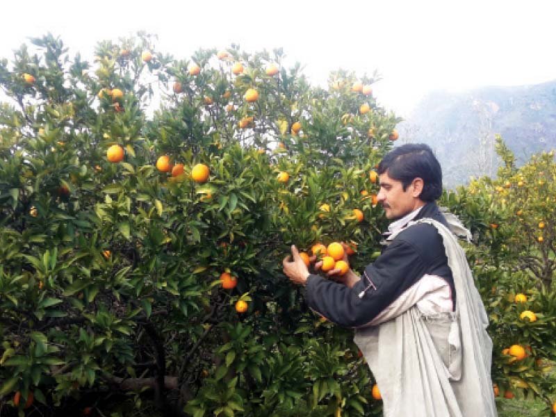 squeezed dry oranges a winter staple dwindling in numbers in swat