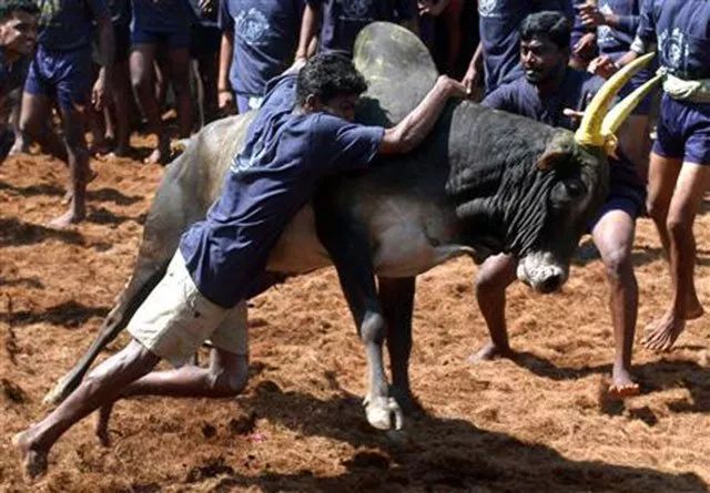 critics say bulls are fed liquor and have chili powder thrown into their eyes before being released from holding pen photo reuters critics say bulls are fed liquor and have chili powder thrown into their eyes before being released from holding pen photo reuters