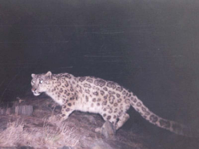 leopard attack leaves one dead in k p forest area leopard attack leaves one dead in k p forest area