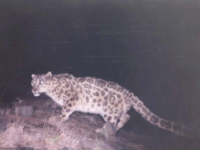 a leopard as seen on a motion sensor camera photo courtesy slf a leopard as seen on a motion sensor camera photo courtesy slf