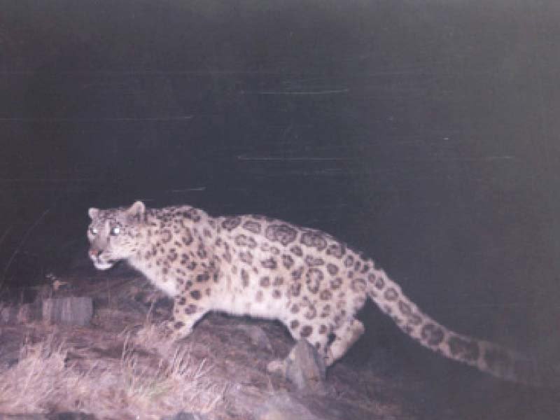 a leopard as seen on a motion sensor camera photo courtesy slf