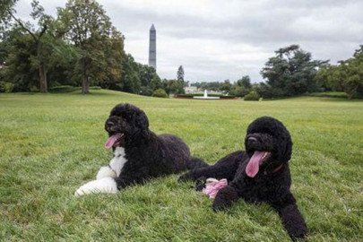 man who plotted obama dognapping faces weapons charge