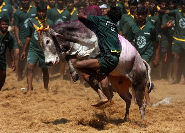 in this photograph taken on january 16 2012 a youngster tries to tame a bull at a traditional bull taming festival called quot jallikattu quot in palamedu near madurai around 500 kms south of chennai photo afp in this photograph taken on january 16 2012 a youngster tries to tame a bull at a traditional bull taming festival called quot jallikattu quot in palamedu near madurai around 500 kms south of chennai photo afp