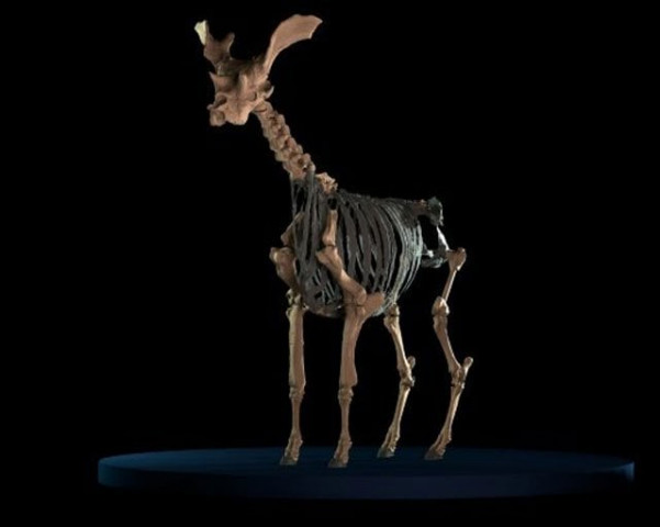 reconstruction of a skeleton of an extinct giraffe like animal assumed to be the biggest ruminant mammal ever photo afp
