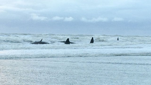 a picture taken on january 12 2016 shows five sperm whales stranded on the beach of texel photo afp a picture taken on january 12 2016 shows five sperm whales stranded on the beach of texel photo afp