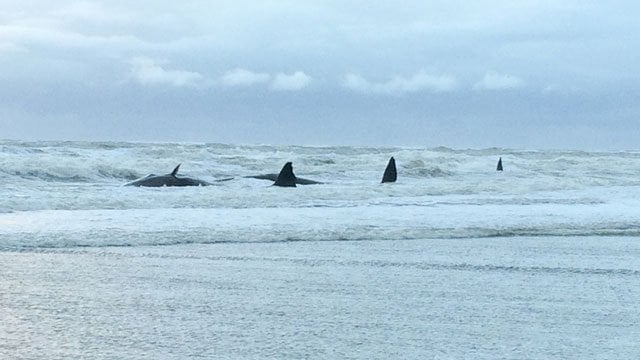 a picture taken on january 12 2016 shows five sperm whales stranded on the beach of texel photo afp