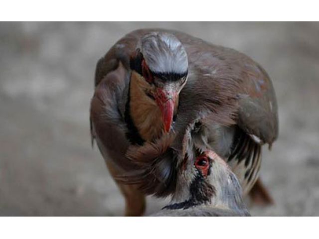 20 red legged partridges released in kirthar park