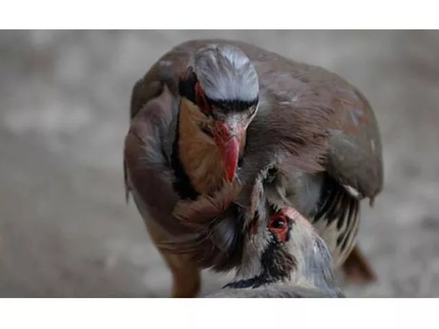 protected bird were found in a passenger bus at mochko checkpoint near baldia photo afp protected bird were found in a passenger bus at mochko checkpoint near baldia photo afp
