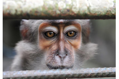 peshawar to get its first zoo soon peshawar to get its first zoo soon