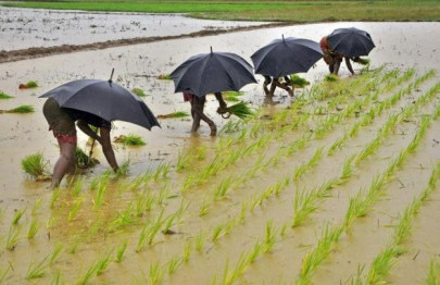 us tourist drowns in rice paddy india police