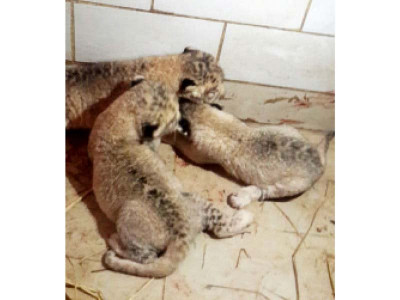 proud moment three lion cubs born at zoo