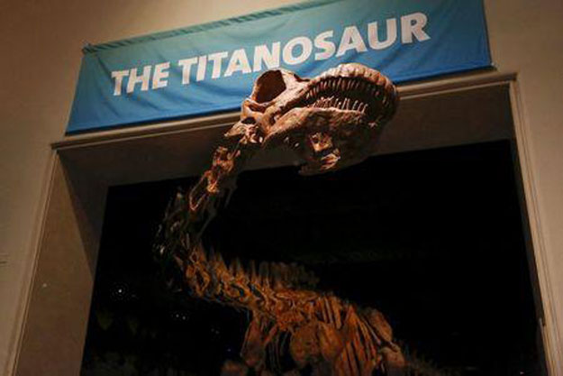 the skeleton cast of a titanosaur is seen during a media preview at the american museum of natural history in new york january 14 2016 photo reuters