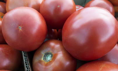 onion chilli and tomatoes post harvest management crucial to earn forex onion chilli and tomatoes post harvest management crucial to earn forex