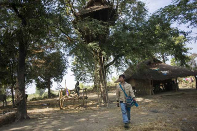 rampaging elephants force myanmar villagers to tree top refuge rampaging elephants force myanmar villagers to tree top refuge