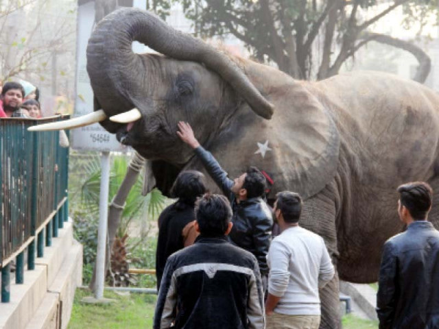 lahore zoo photos ayesha mir express lahore zoo photos ayesha mir express