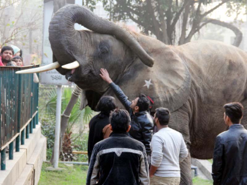 lahore zoo photos ayesha mir express