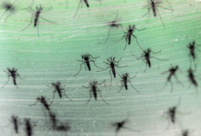 male aedes albopictus mosquitoes are seen in this picture zika virus is among the viruses spead by the species photo reuters male aedes albopictus mosquitoes are seen in this picture zika virus is among the viruses spead by the species photo reuters