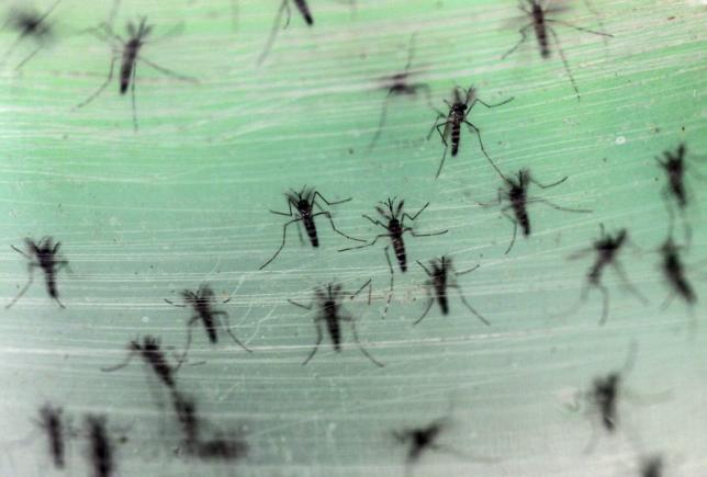 baby born in hawaii with brain damage confirmed to have zika infection