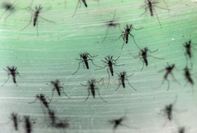 male aedes albopictus mosquitoes are seen in this picture zika virus is among the viruses spead by the species photo reuters male aedes albopictus mosquitoes are seen in this picture zika virus is among the viruses spead by the species photo reuters
