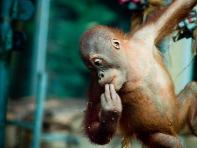 baby ape recovers after ordeal in indonesia finds new playmate baby ape recovers after ordeal in indonesia finds new playmate