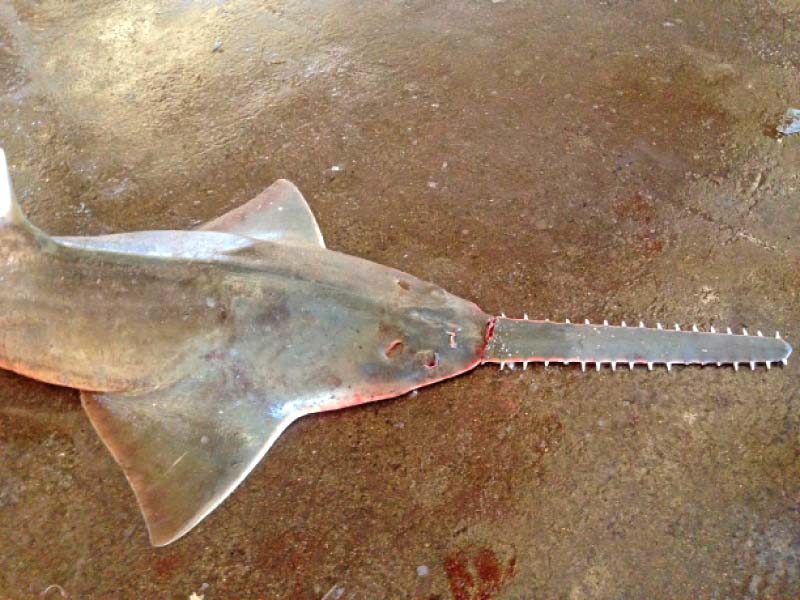 sawfish have been declared endangered species especially in pakistan where their presence is now non existent thanks to over fishing and habitat degradation photo courtesy wwf p