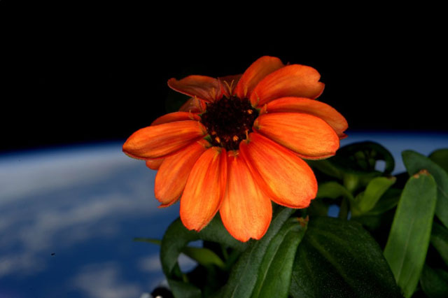 this january 17 2016 handout photo taken by us astronaut scott kelly on board the international space station shows a zinnia in bloom photo afp