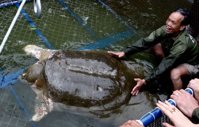 this file photo taken on april 3 2011 shows a giant soft shell turtle considered a sacred symbol of vietnamese independence being guided into a cage for a health check by handlers at hoan kiem lake in the heart of hanoi photo afp