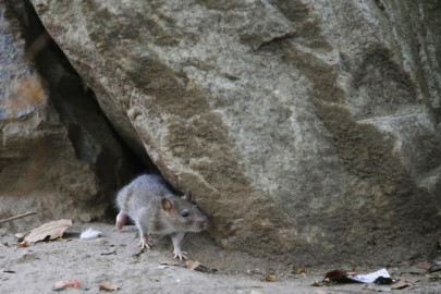 when hurt rodents may console each other when hurt rodents may console each other