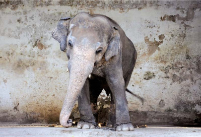 kaavan in chains he weeps kaavan in chains he weeps