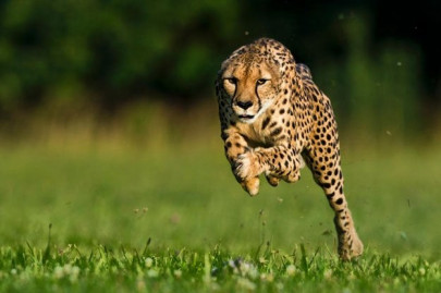 sarah the cheetah world s fastest land mammal dies in ohio zoo