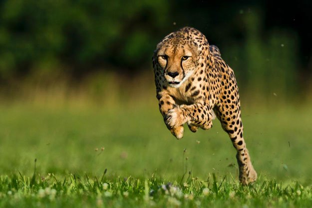 sarah the world 039 s fastest land animal covers the ground during her record breaking sprint in 2012 photo national geographic
