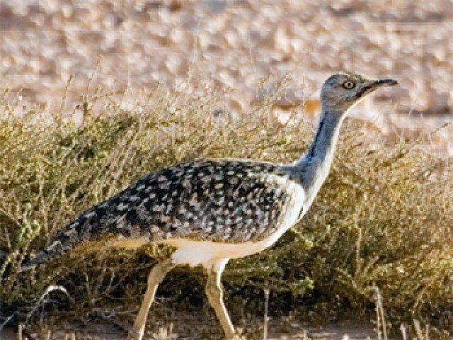 houbara bustard photo file