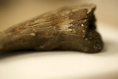 geologist says dinosaur fossils found in western india geologist says dinosaur fossils found in western india