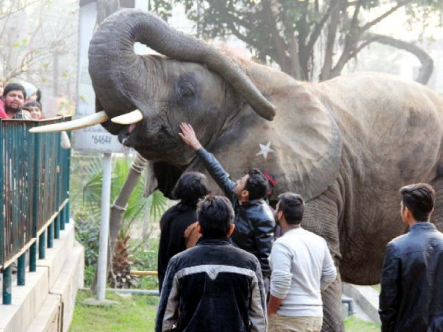 suzi raises her trunk as a group of zoo visitors pet her photo ayesha mir express suzi raises her trunk as a group of zoo visitors pet her photo ayesha mir express