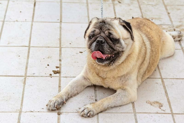the pugs were judged on their muzzles top line front and hind angulations movement weight and temperament at the first pug specialty championship dog show photos aysha saleem express the pugs were judged on their muzzles top line front and hind angulations movement weight and temperament at the first pug specialty championship dog show photos aysha saleem express