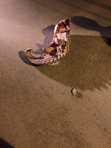 a pangolin was shot five times by a security guard photo facebook pakistan animal welfare society a pangolin was shot five times by a security guard photo facebook pakistan animal welfare society