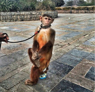 21 pictures of animals in pakistan