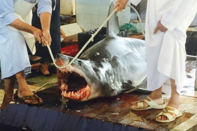 shark leaps to death on emirati fishing boat shark leaps to death on emirati fishing boat