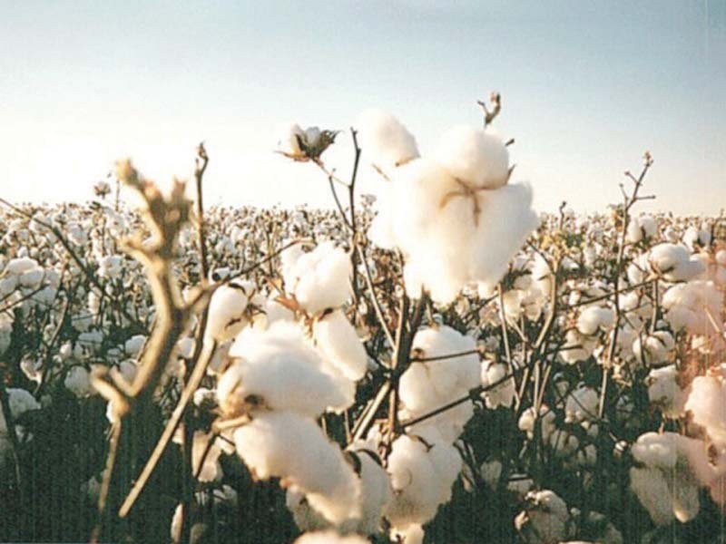 as of january 15 total cotton bales in the country amounted to 9 313 million compared to 14 25 million in the corresponding period of last year photo file