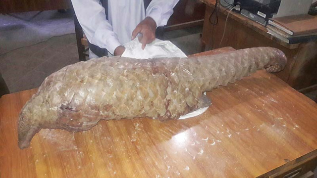 pangolins are threatened with extinction and are the most trafficked animal in the world photo courtesy qadir lashari pangolins are threatened with extinction and are the most trafficked animal in the world photo courtesy qadir lashari