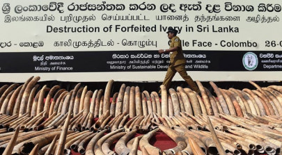 sri lanka destroys giant illegal ivory haul