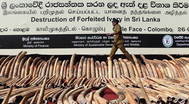 a sri lankan customs officer walks near a cache of 039 blood ivory 039 before it was destroyed in colombo on january 26 2016 photo afp