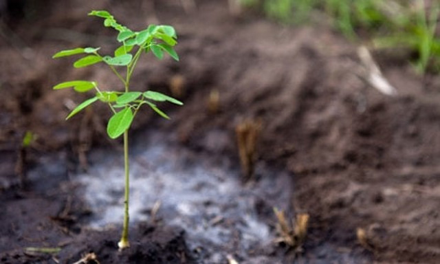 dha promises to plant more trees after facing criticism for chopping down old ones last week photo afp