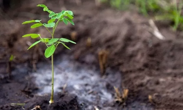 dha promises to plant more trees after facing criticism for chopping down old ones last week photo afp dha promises to plant more trees after facing criticism for chopping down old ones last week photo afp