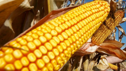 chinese man pleads guilty for plot to steal us corn secrets chinese man pleads guilty for plot to steal us corn secrets