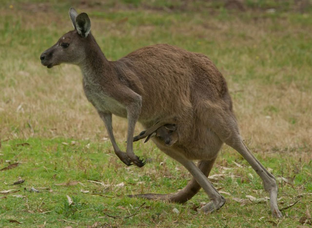 prosecutors allege that an australian teen arrested in april had online conversations with another teenager about using a kangaroo for a terrorist attack photo afp