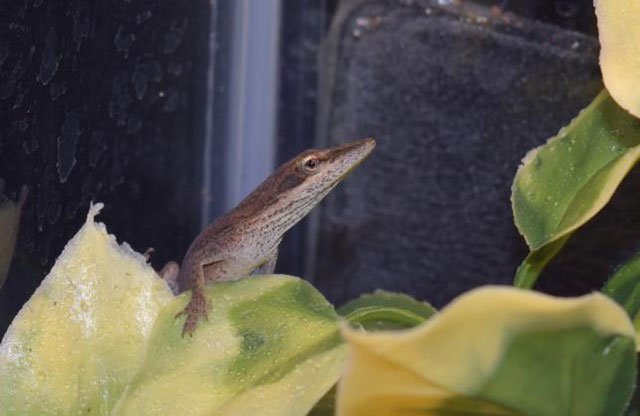 the juvenile lizard has been named quot green fruit loop quot by the children photo reuters