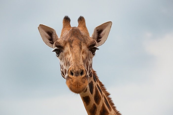 kelly is named after the actress grace kelly and in turn most of the giraffes themselves are named after individuals who have contributed to the charity african fund for endangered wildlife afew photo kalus thymann