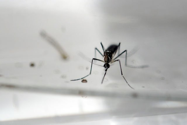 an aedes aegypti mosquito is photographed in a laboratory of control of epidemiological vectors in san salvador on january 27 2016 photo afp an aedes aegypti mosquito is photographed in a laboratory of control of epidemiological vectors in san salvador on january 27 2016 photo afp